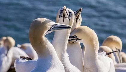 世界杯手机直播app下载-WCBA：山东高速女篮主场85—76轻取武汉女篮